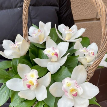 Basket with Orchid
